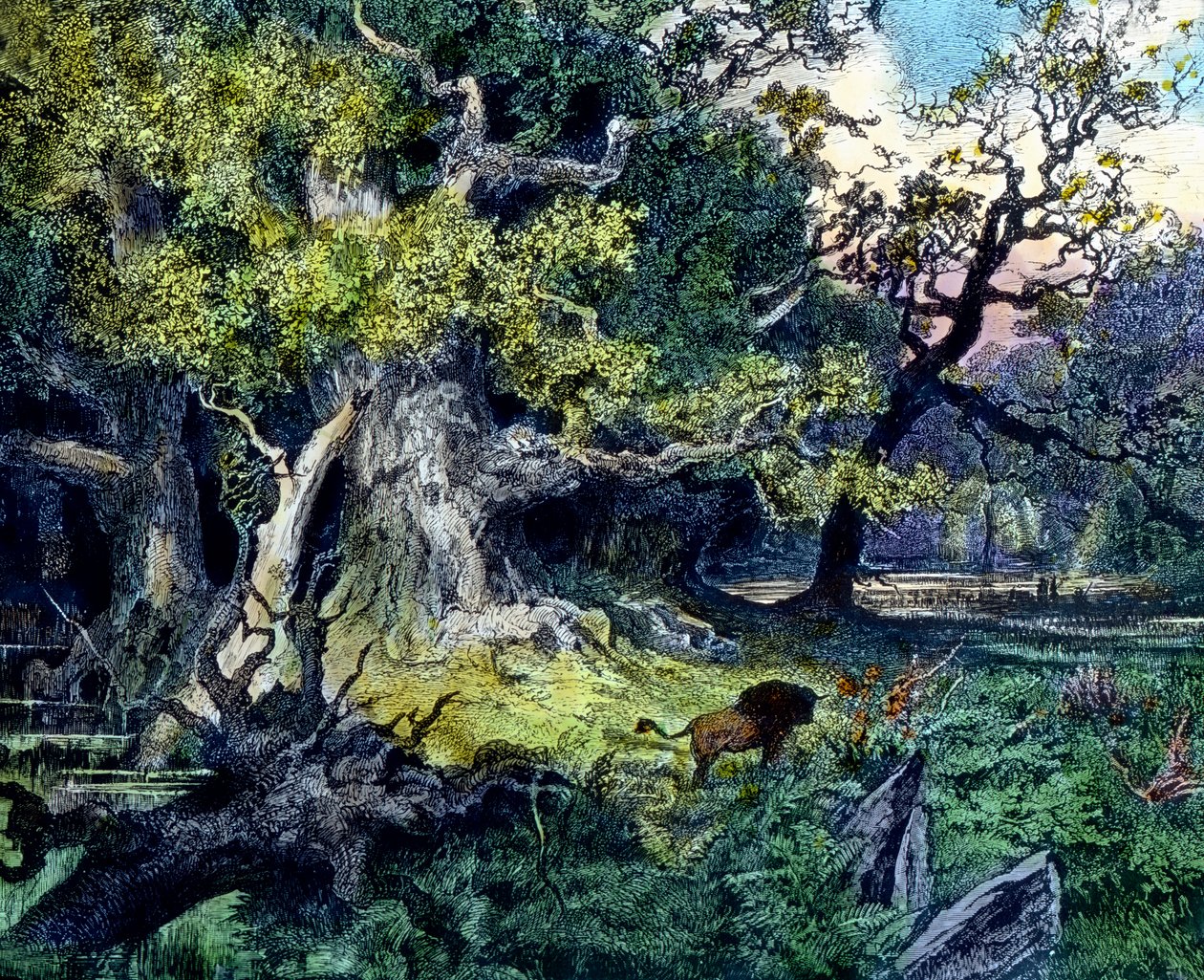 Foresta tedesca da Unbekannter Künstler