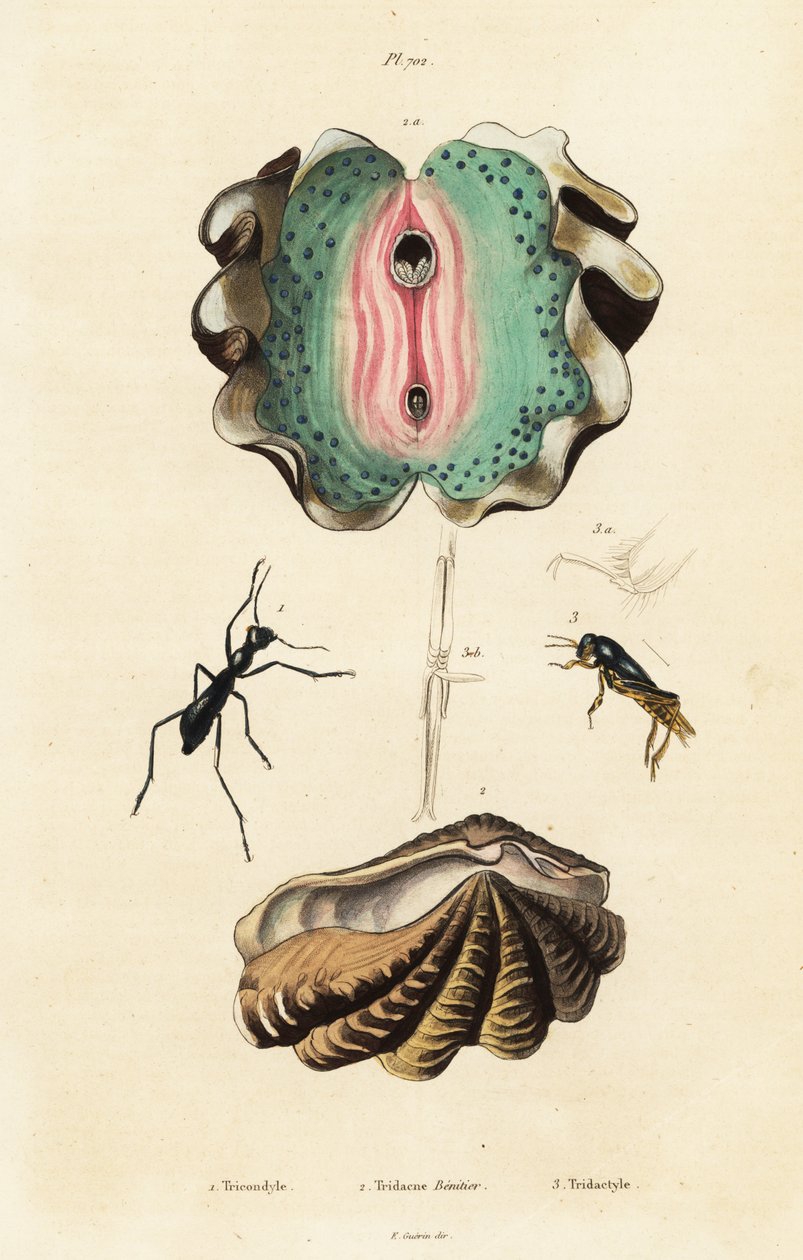 Vongola gigante e scarabei da Unbekannter Künstler
