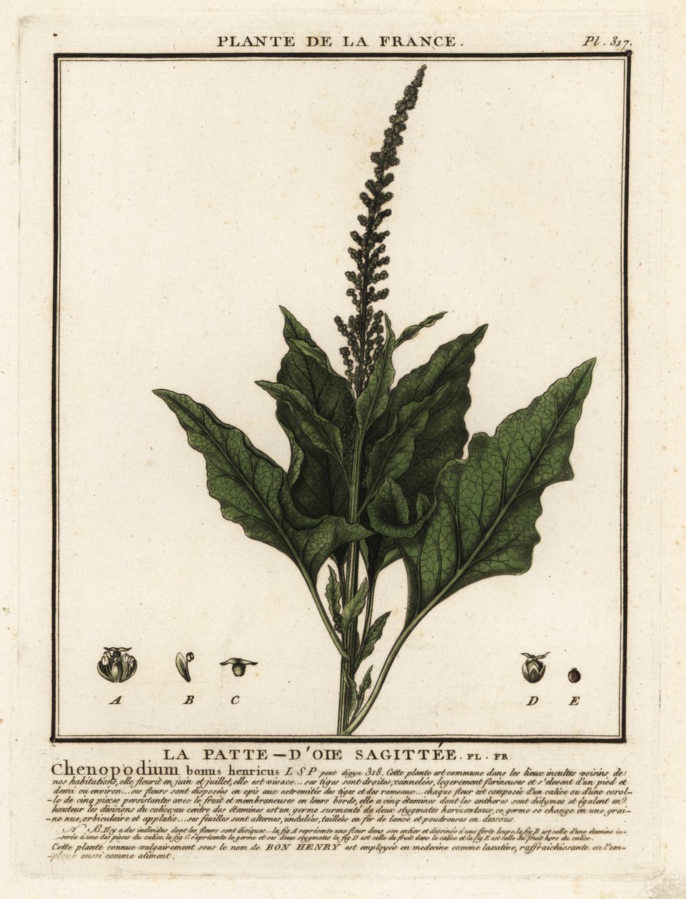 Chenopodium bonus-henricus da Unbekannter Künstler