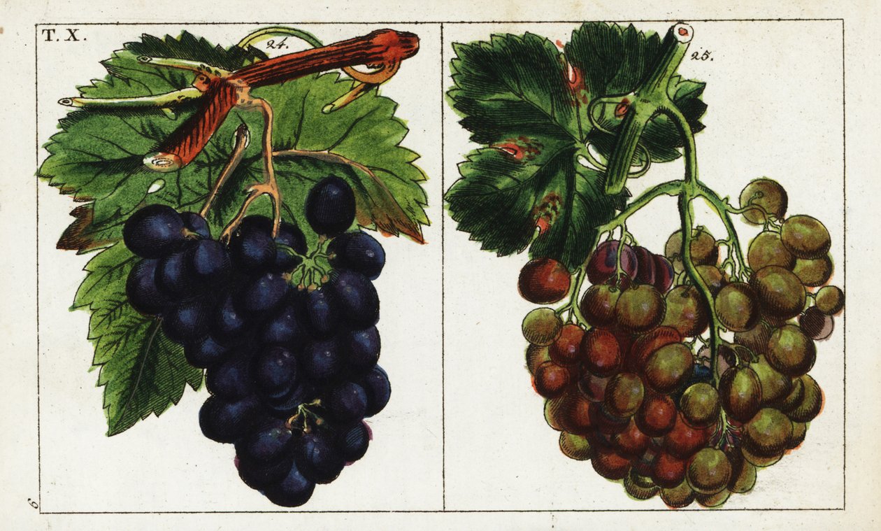 Varietà di uva, Vitis vinifera da Unbekannter Künstler