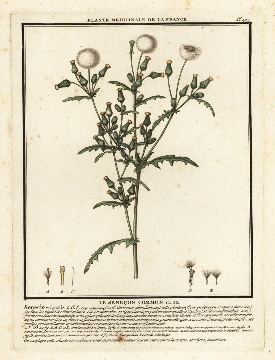 Senecio vulgaris da Unbekannter Künstler