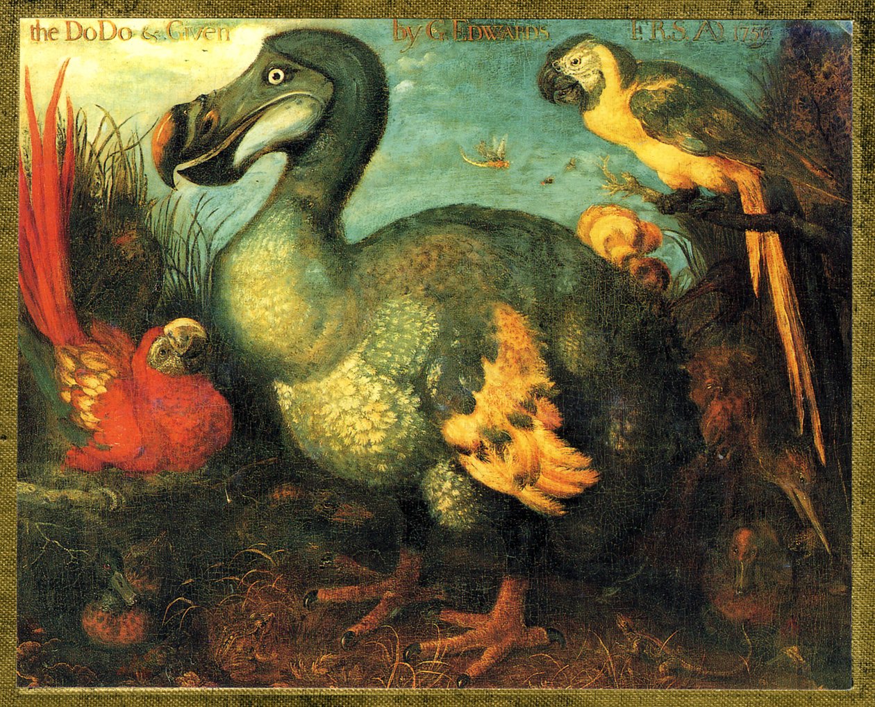 Illustrazione/Raphus cucullatus/Dodo di Mauritius/Dronte da Unbekannt