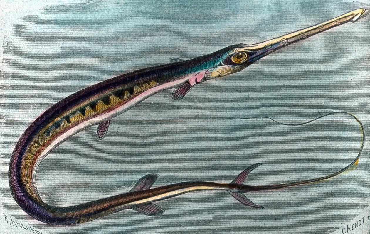 Illustrazione di un pesce spada (Xiphias gladius) da Unbekannter Künstler