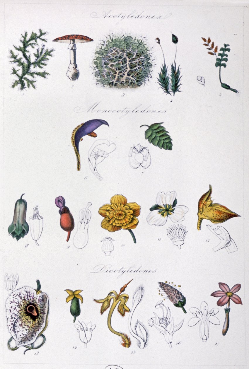 Metodo di Jussieu, c.1850 da Unbekannter Künstler