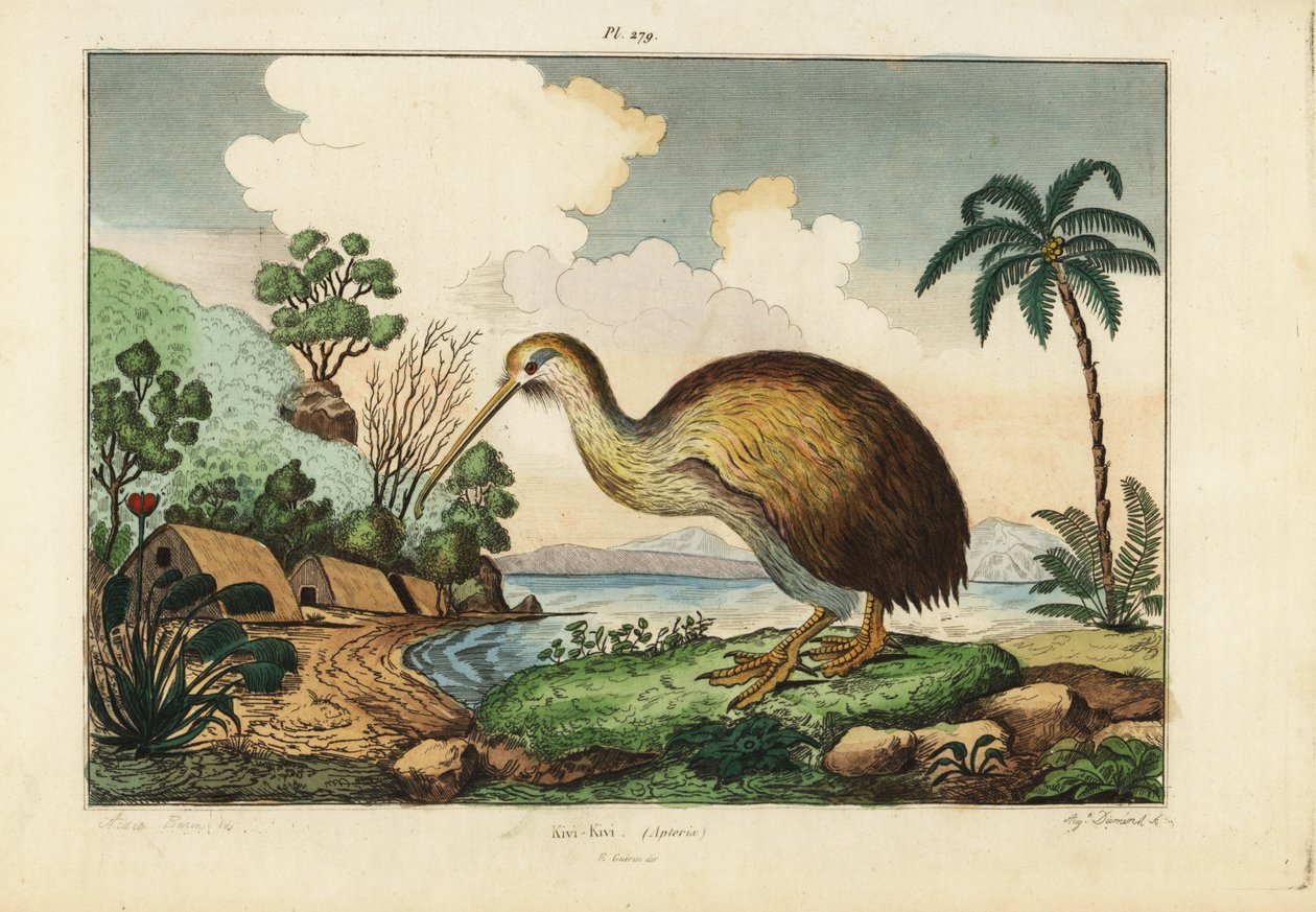 Uccello kiwi, Apteryx australis da Unbekannt