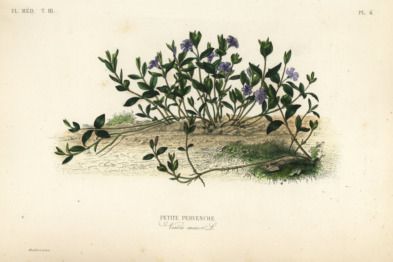 Pervinca minore, Vinca minor, Petite pervenche da Unbekannt