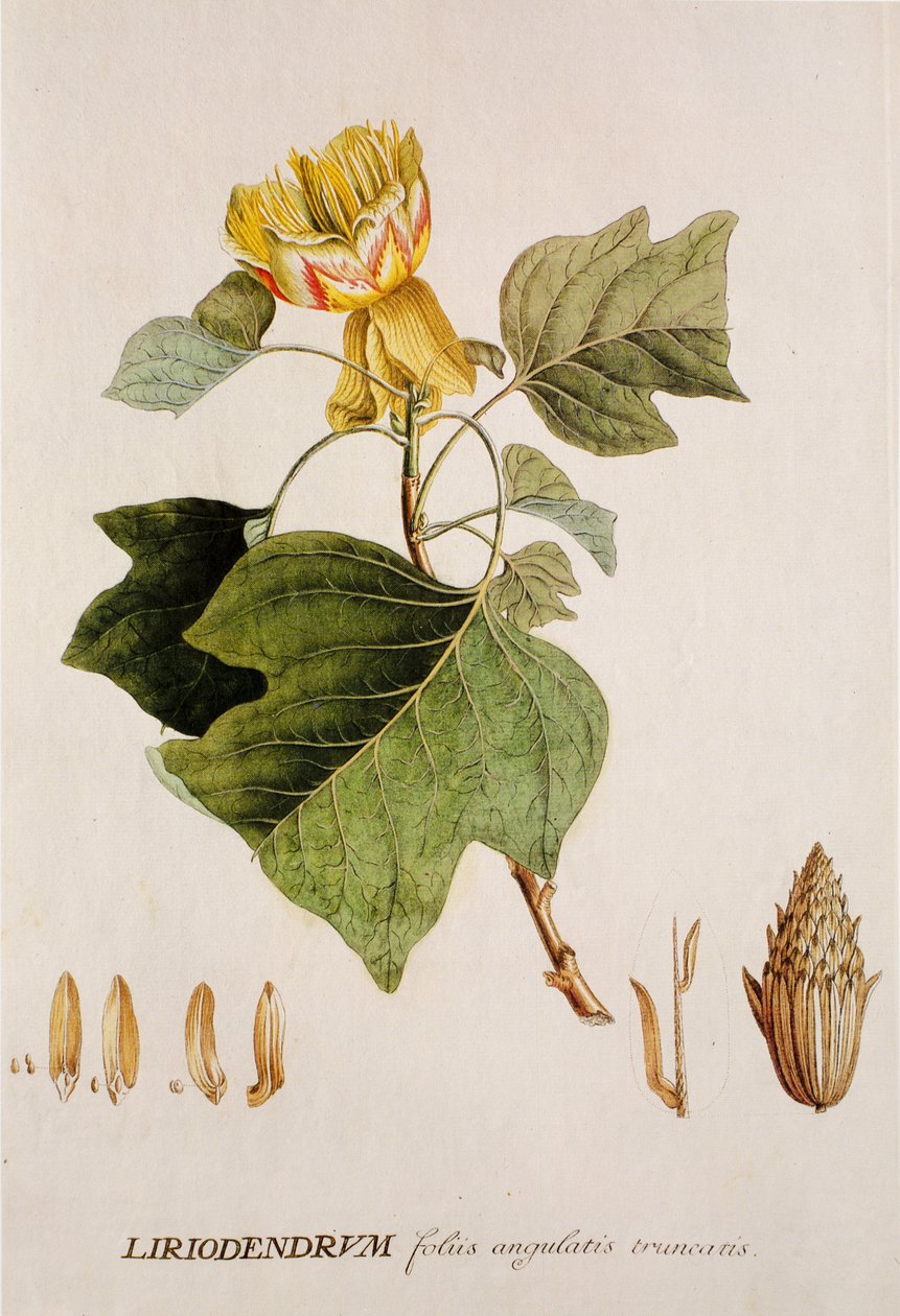 Liriodendron tulipifera/Tulipier/Albero dei tulipani da Unbekannt