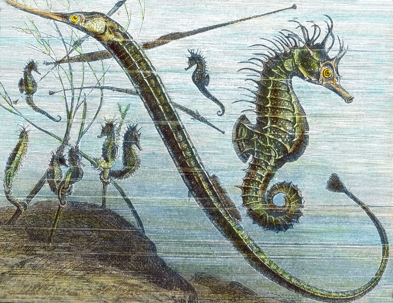 Vivere nel mare da Unbekannter Künstler