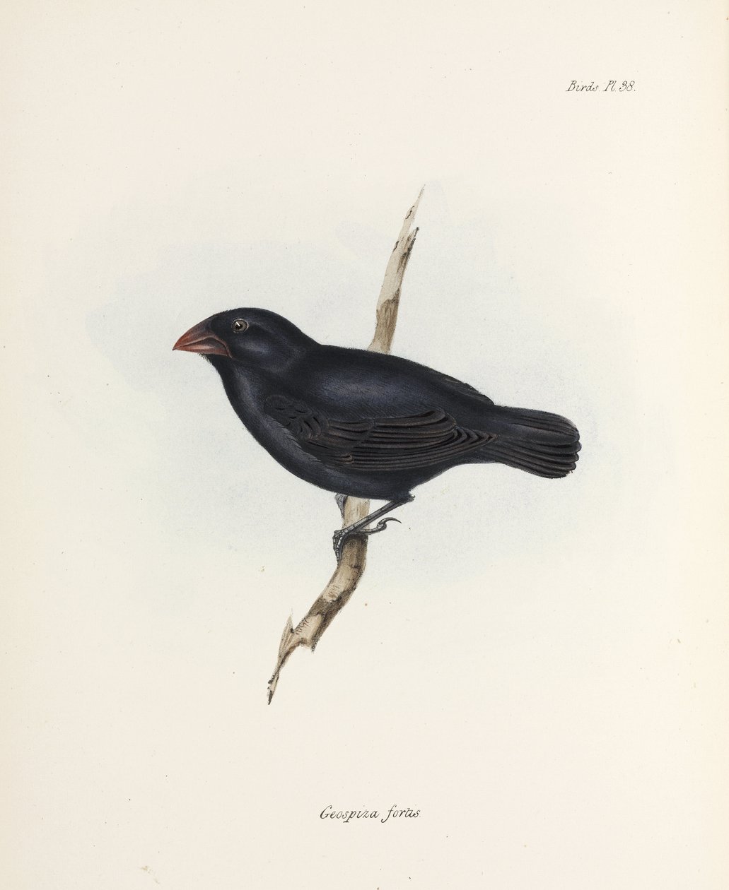 Fringuello di terra medio, Isole Galapagos, c 1832-1836 da Unbekannter Künstler
