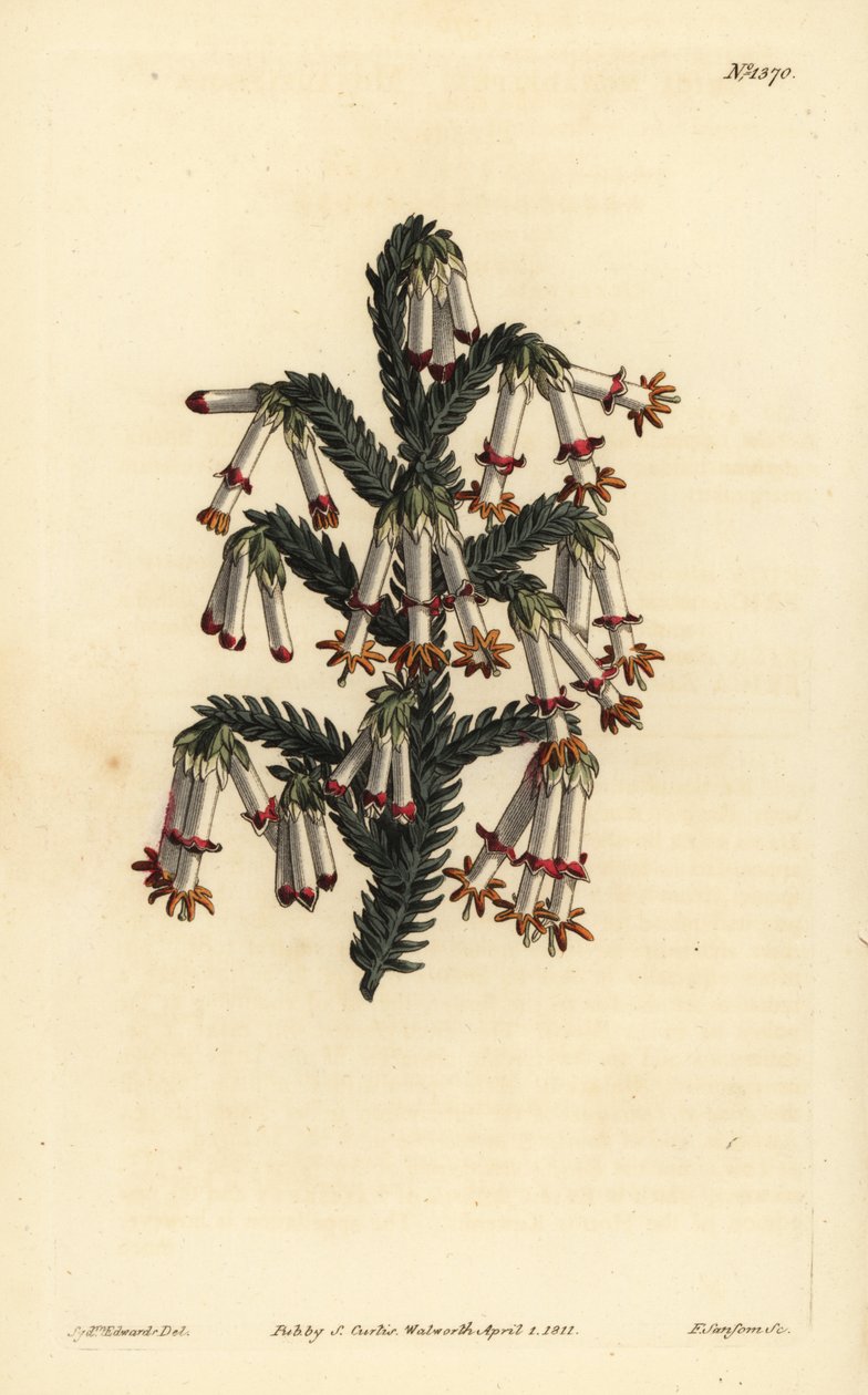 Erica monadelpha, Erica monadelpha da Unbekannt