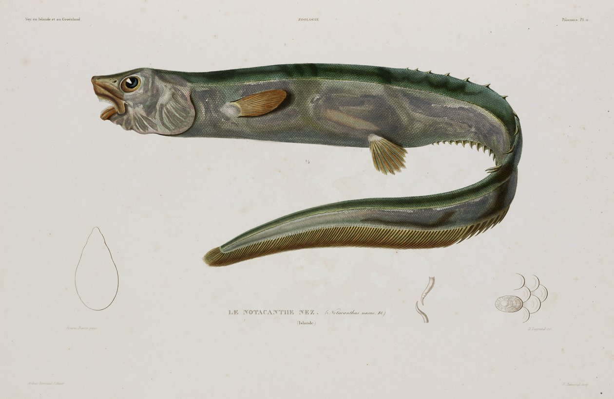 Natacanthus nasus, Islanda, inizio XIX secolo da Unbekannter Künstler