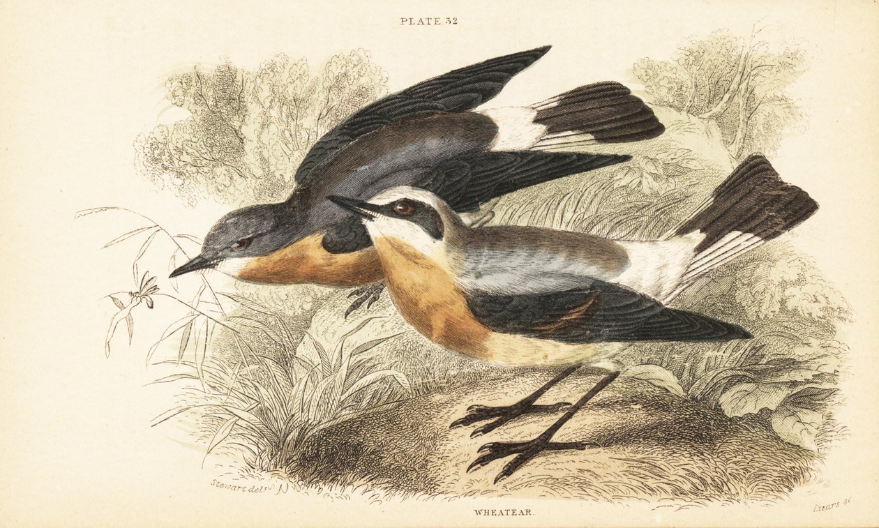 Culbianco, Oenanthe oenanthe. 1889 (incisione) da Unbekannter Künstler