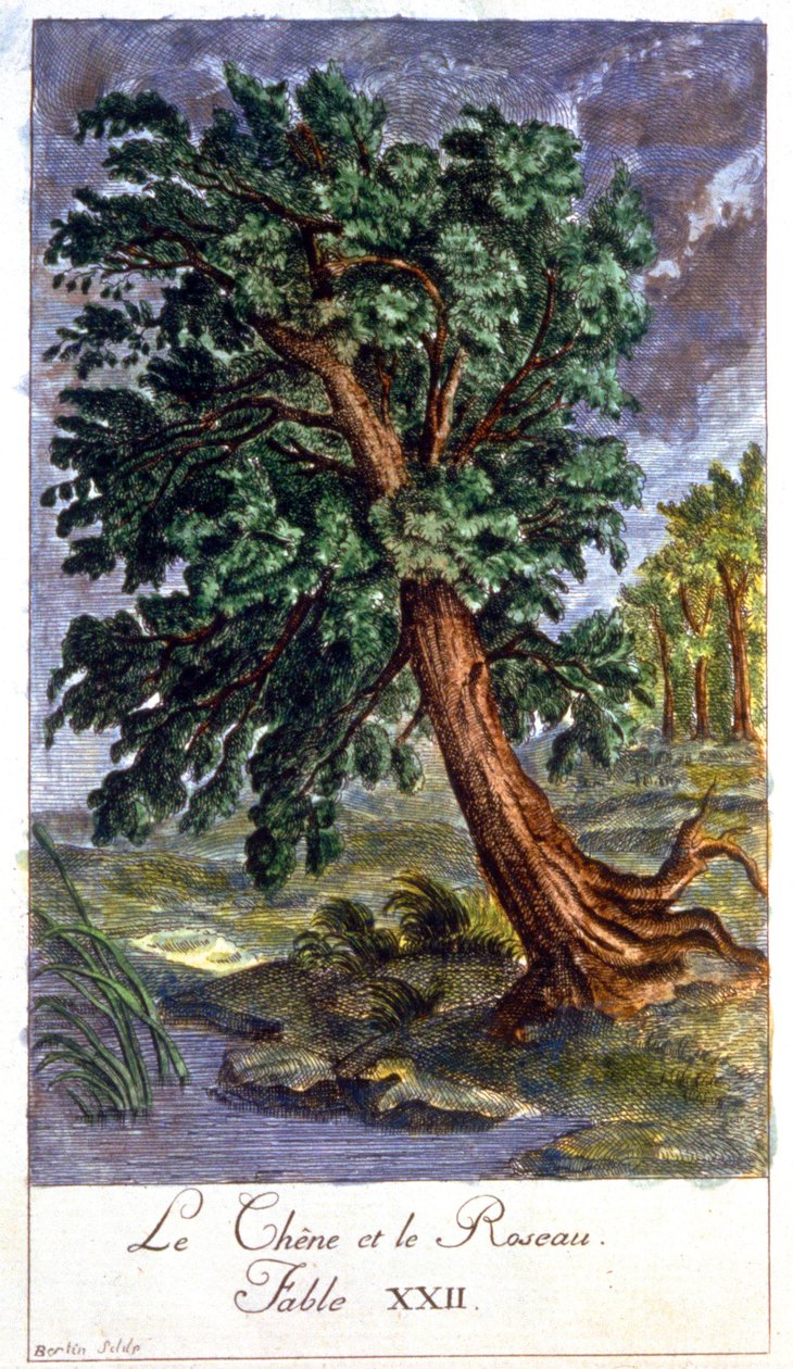 La quercia e la canna da Unbekannter Künstler