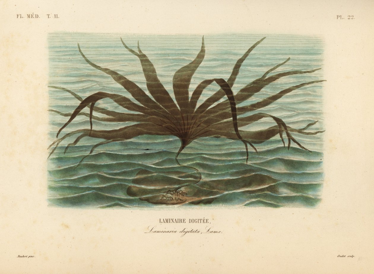Laminaria digitata da Unbekannt
