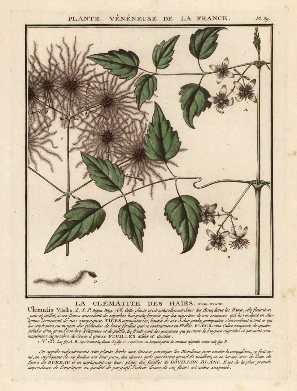 Clematis vitalba da Unbekannter Künstler
