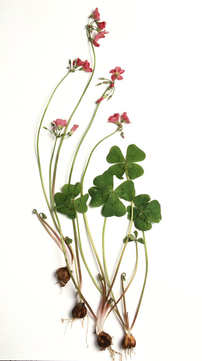 Oxalis tetraphylla/Oxalis deppei/Oxalide di Deppe da Unbekannt