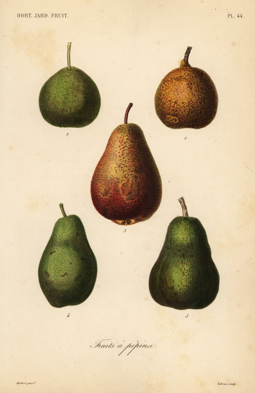 Varietà di pere, Pyrus communis da Unbekannt