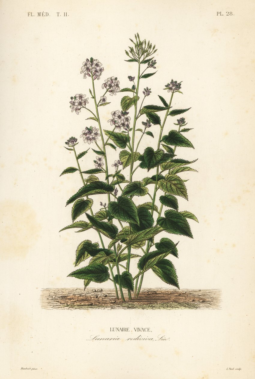 Lunaria rediviva da Unbekannt