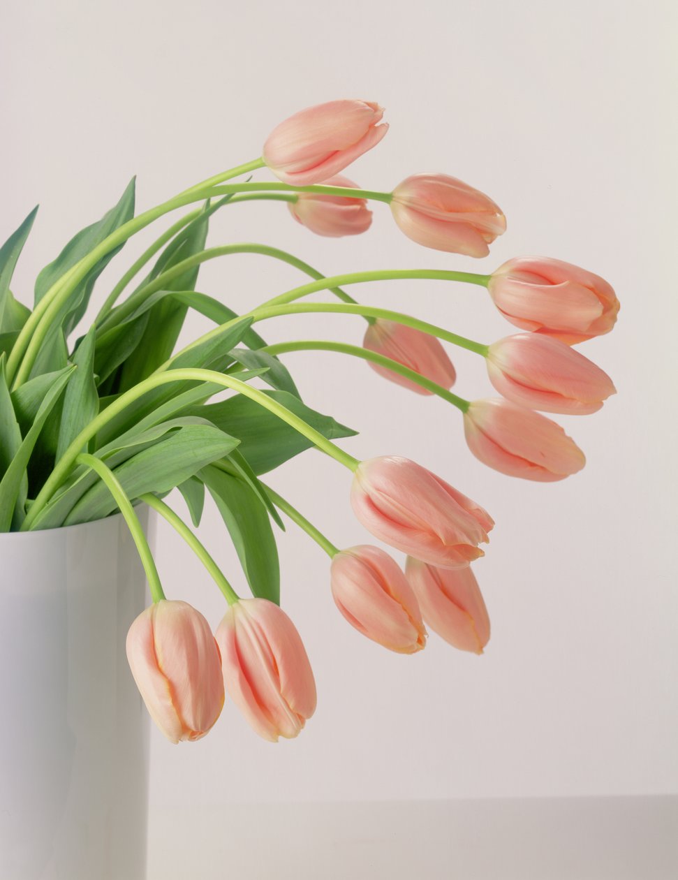 Tulipani rosa da Unbekannter Künstler