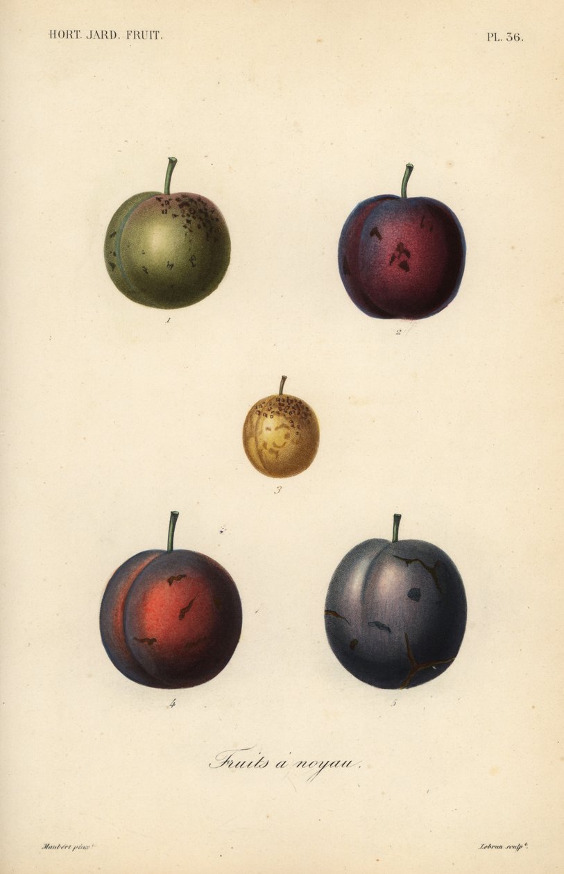 Prugne e susine, Prunus domestica da Unbekannt