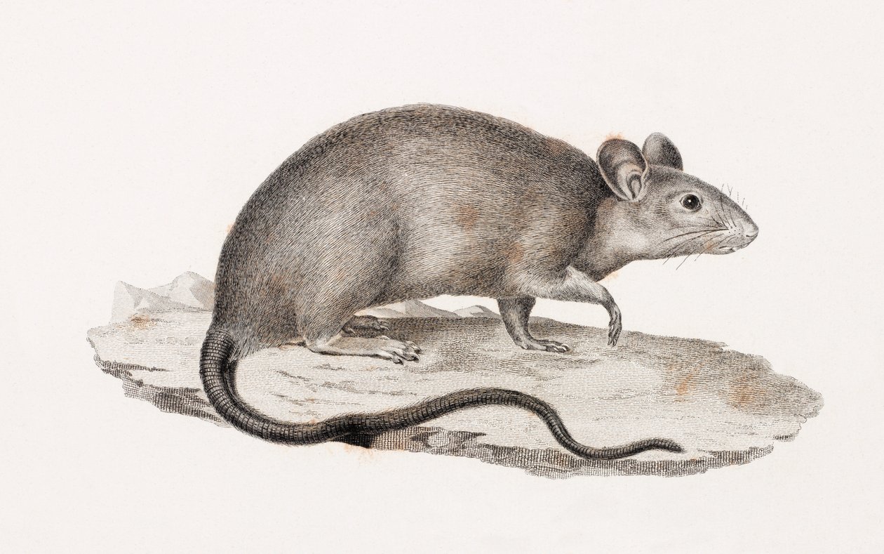 Ratto di Alessandria da Unbekannt