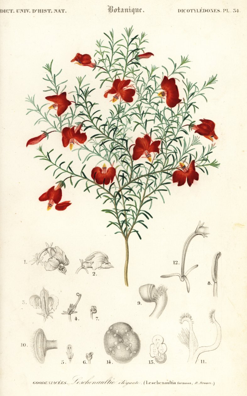 Leschenaultia rossa, Leschenaultia formosa (incisione) da Unbekannter Künstler