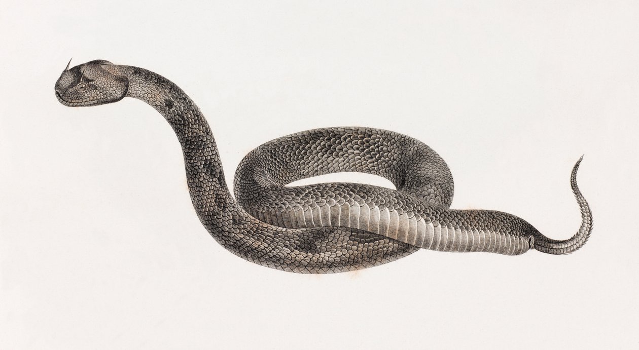 Rettile: Una vipera da Unbekannt