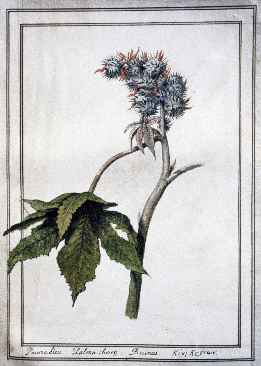 Ricinus communis da Unbekannter Künstler