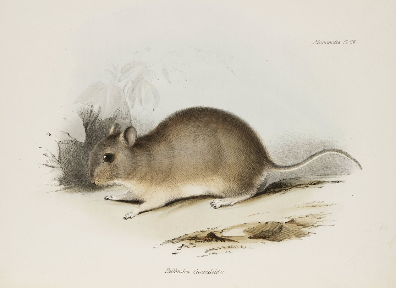 Roditore, c 1832-1836 da Unbekannter Künstler