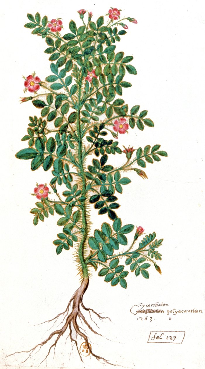 Rosa canina da Unbekannter Künstler