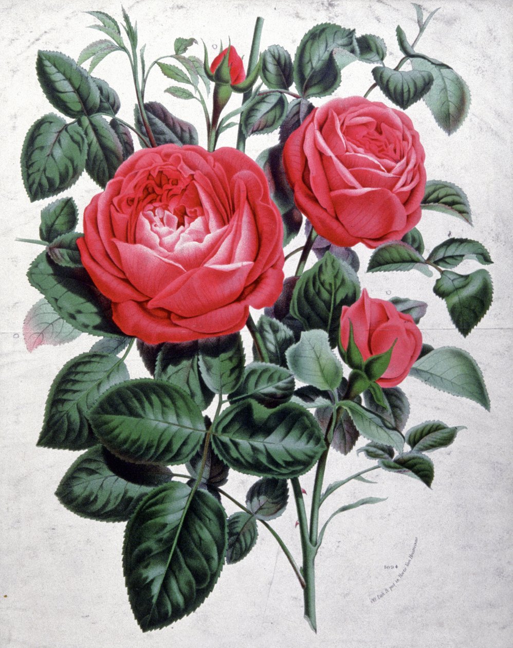 Rose, c.1850 da Unbekannter Künstler