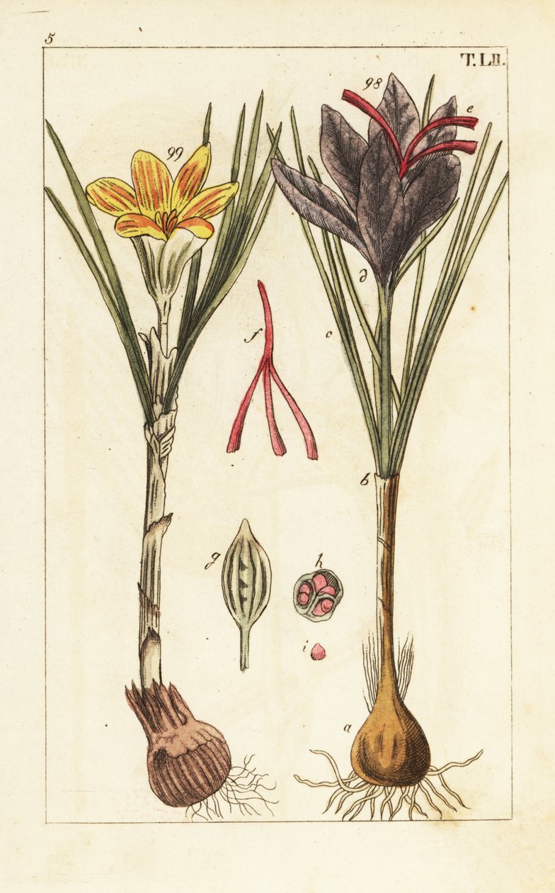 Zafferano, Crocus sativus da Unbekannter Künstler