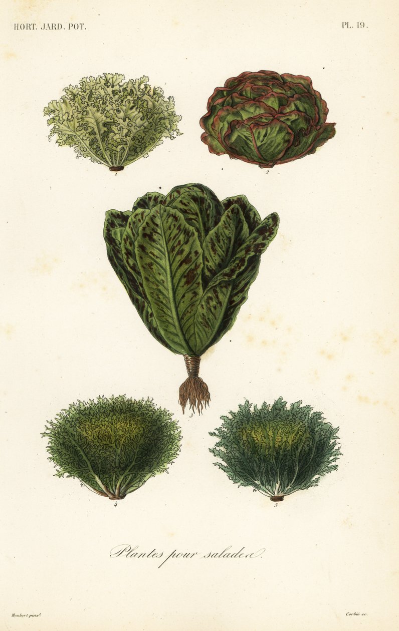 Verdure per insalata da Unbekannt