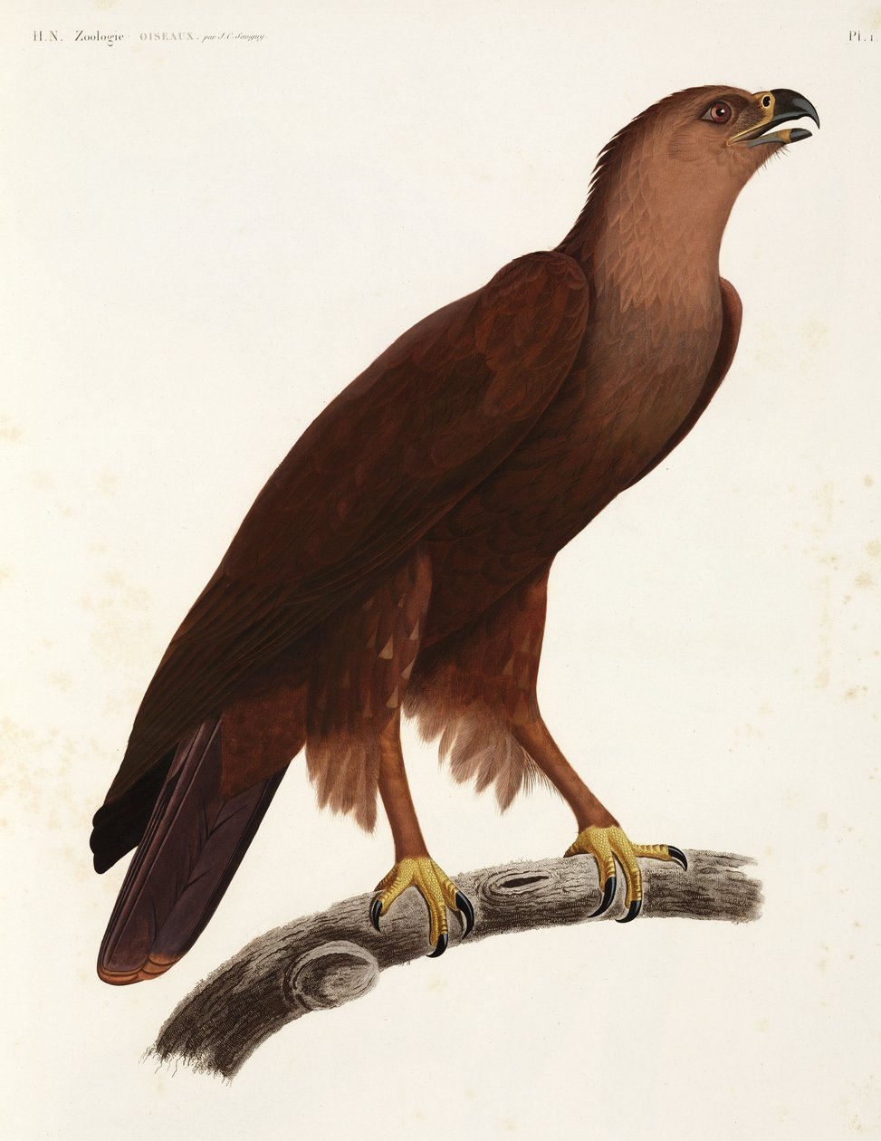 Aquila stridula, Egitto da Unbekannter Künstler