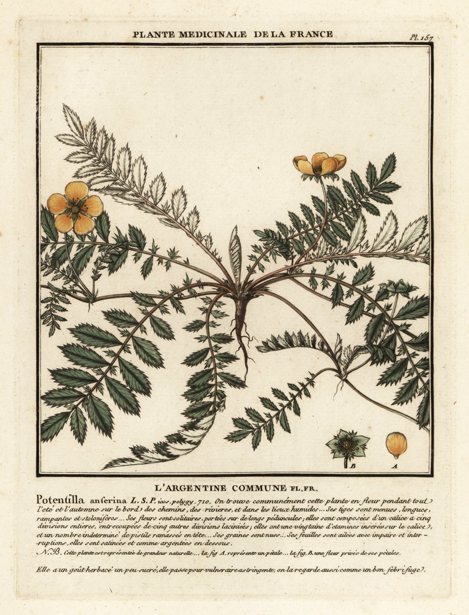 Potentilla anserina, Potentilla anserina da Unbekannter Künstler