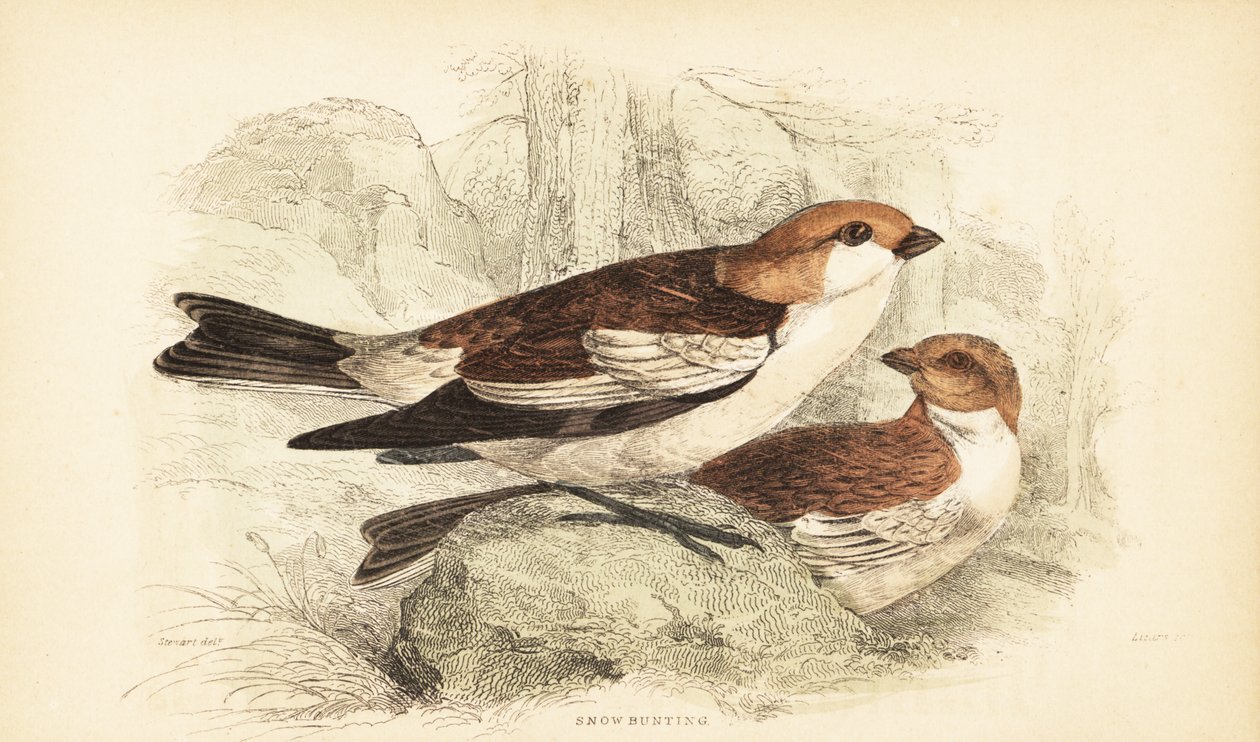Fringuello delle nevi, Plectrophenax nivalis.1889 (incisione) da Unbekannter Künstler