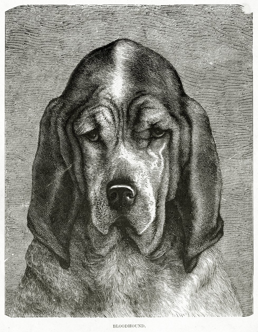 Il Bloodhound. 1902 (litografia) da Unknown