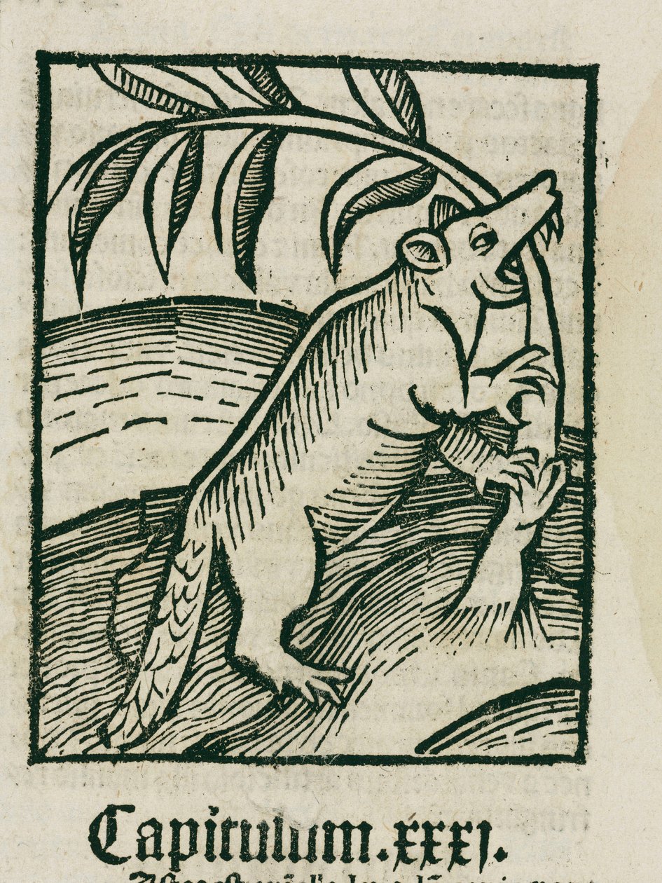Il castoro da Unbekannt