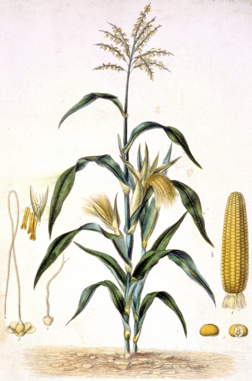 Il grano da Unbekannter Künstler