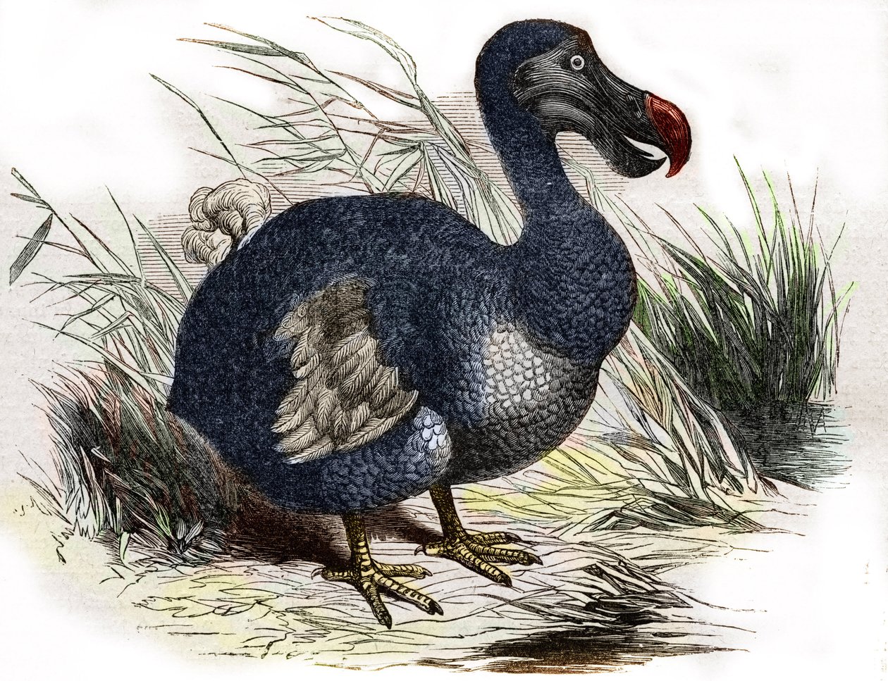 Il dodo da Unbekannter Künstler