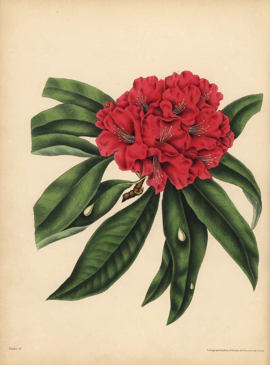 Il rododendro a fiori rossi, Pericolo da Unbekannt