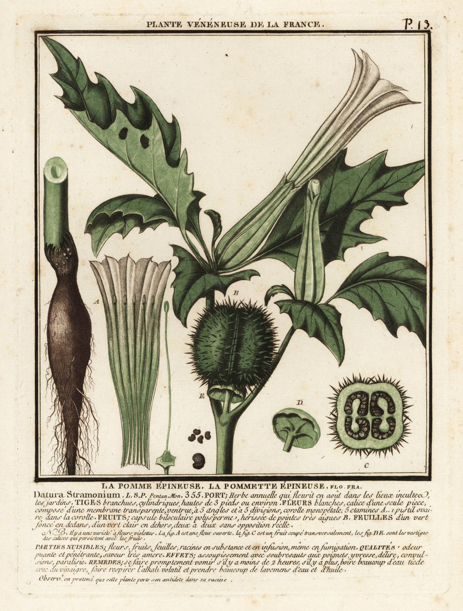 Stramonio, Datura stramonium da Unbekannter Künstler