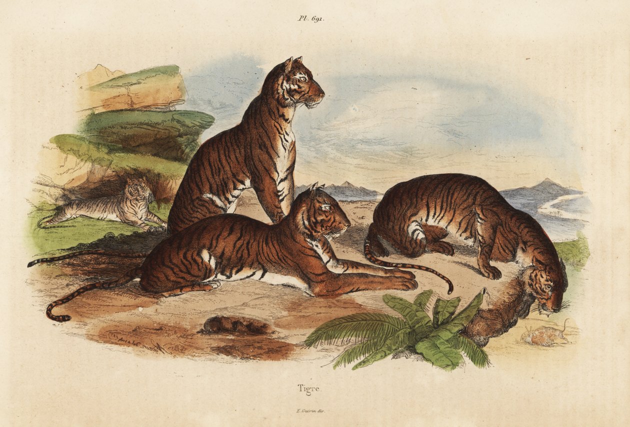 Tigri, Panthera tigris, in pericolo da Unbekannt