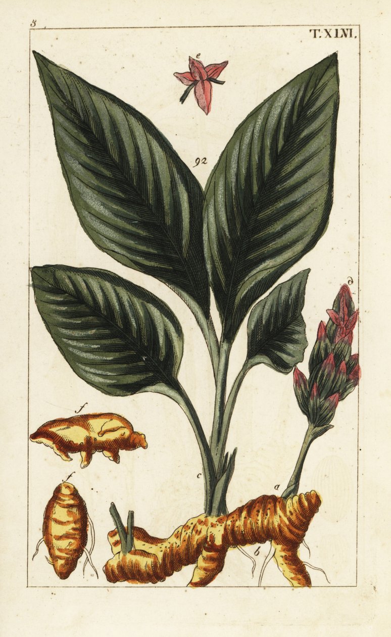 Curcuma, Curcuma longa da Unbekannter Künstler