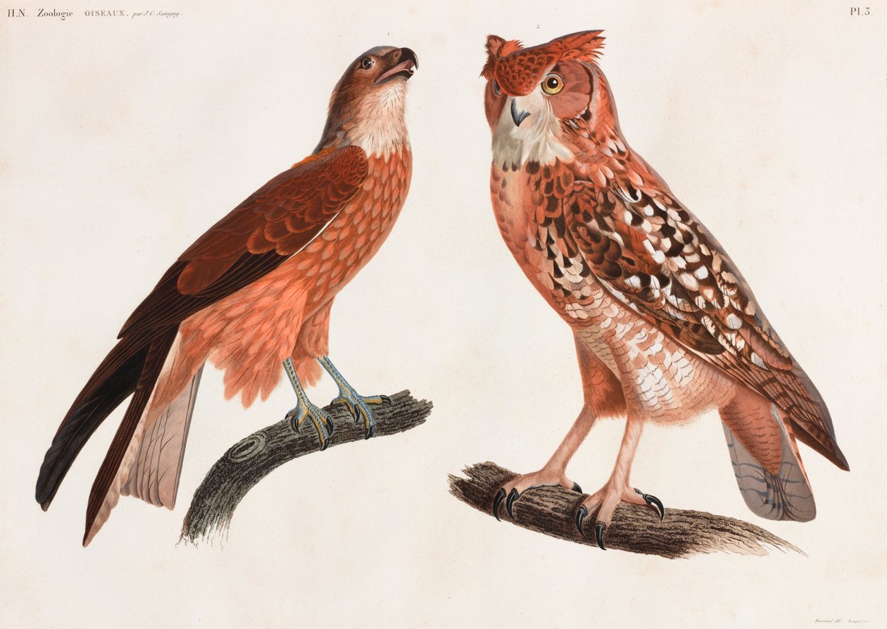 Due illustrazioni a colori di uccelli da Unbekannt