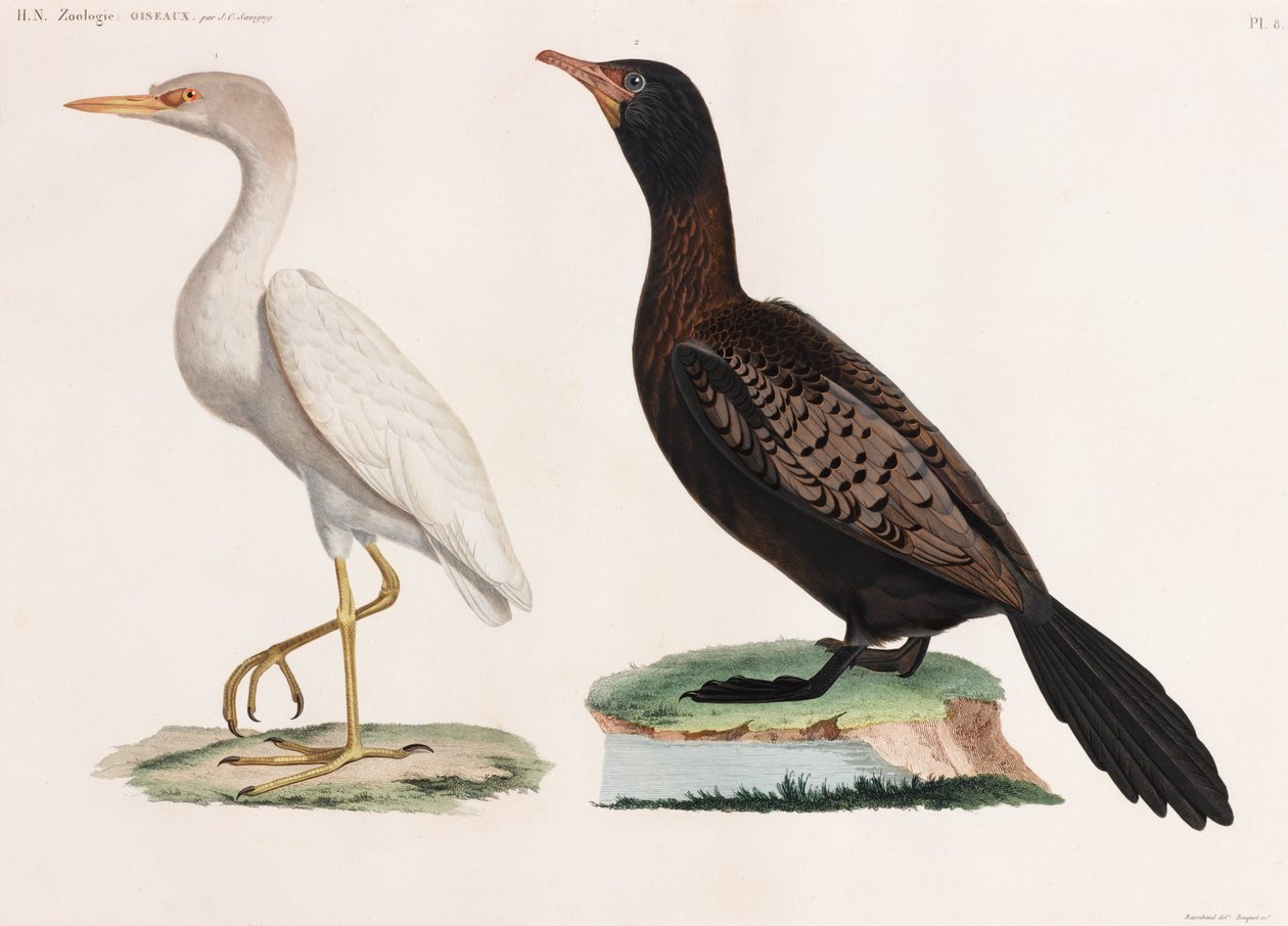 Due illustrazioni a colori di uccelli da Unbekannt