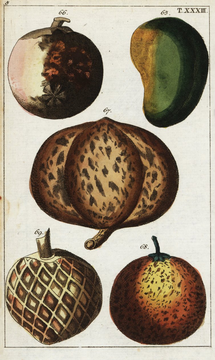 Varietà di frutti tropicali da Unbekannter Künstler