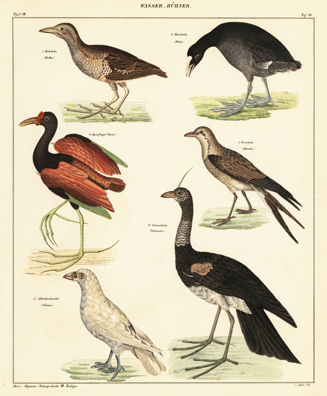 Varietà di uccelli acquatici, 1841 (litografia) da Unbekannter Künstler