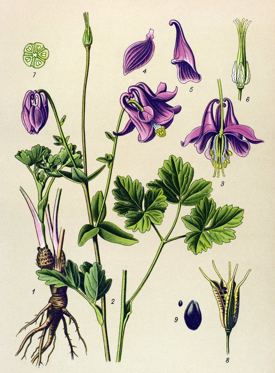 Pianta velenosa: Aquilegia comune (Aquilegia vulgaris) da Unbekannter Künstler