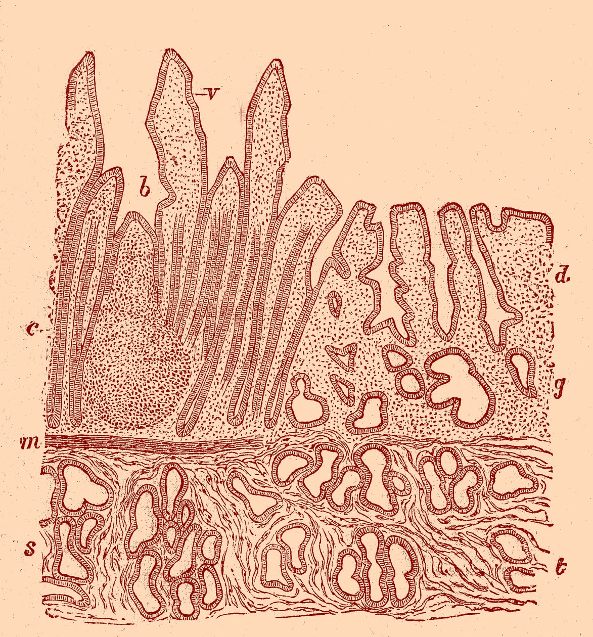 Sezione verticale della membrana mucosa da Unbekannter Künstler